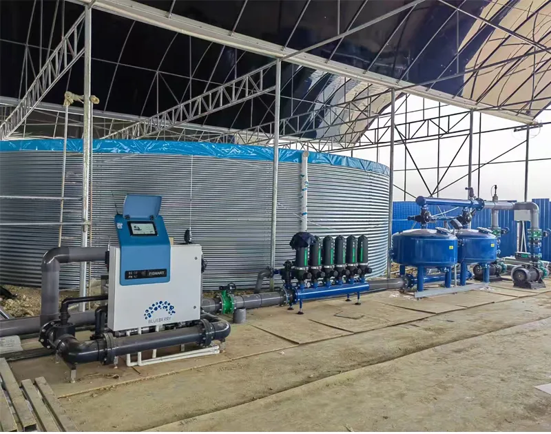 Projek Penanaman Substrat Blueberry China Yunnan